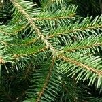 Picea abies Лист