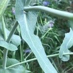 Brassica napus Φύλλο