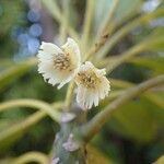 Elaeocarpus vieillardii Квітка