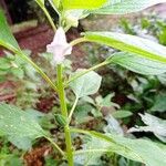 Sesamum orientale Квітка