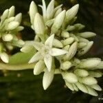 Parsonsia flexuosa Цветок