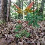 Lilium michauxii ফুল