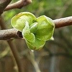 Diospyros kaki Leaf