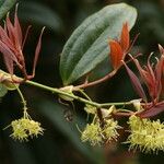 Smilax megalantha Flor