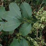 Trichilia prieuriana Feuille
