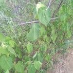 Abutilon theophrasti Leaf