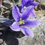 Campanula celsii Flor