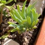 Dudleya edulis Hoja