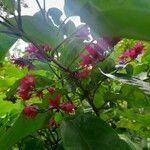 Clerodendrum umbellatum Flower