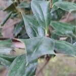 Ilex cornuta 葉