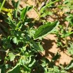 Commiphora schimperi Leaf