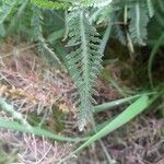 Achillea × roseoalba List