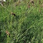 Luzula pediformis Habit