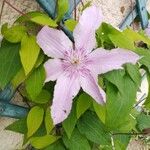 Clematis patensFlower