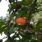 Malus baccata Frucht