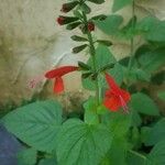 Salvia roemeriana Flor