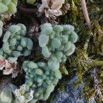 Sedum hirsutum Likasa