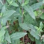 Salvia × sylvestris Листок