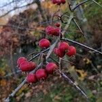 Crataegus crus-galli Frukto