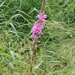 Lythrum virgatum Fiore