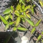 Clematis mauritiana Leaf