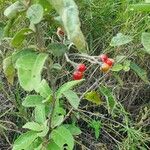 Solanum tettense Fruit