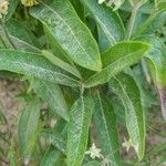Asclepias ovalifolia Foglia