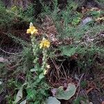 Verbascum densiflorum Floro