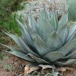 Agave havardiana Агульны выгляд