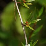 Ernodea littoralis Otro