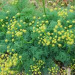 Lomatium grayi Hábito