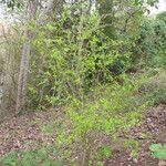 Erythroxylum coca Habit