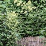 Thalictrum flavum Habitatea