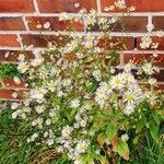 Erigeron annuus Hábito