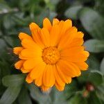 Calendula stellataFlower