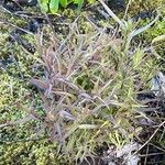 Castilleja rupicola Leaf