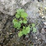 Ranunculus parviflorus Leaf