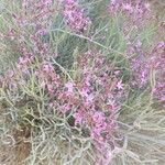 Limonium insigne Flor