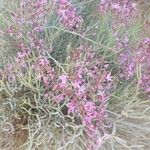 Limonium insigneFlower