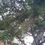 Pseudotsuga menziesii Levél