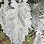 Salvia argentea Fuelha