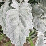 Salvia argentea Folha