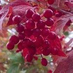 Viburnum trilobum फल