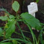 Physalis viscosa Blatt