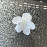 Justicia heterocarpa (Bloem)