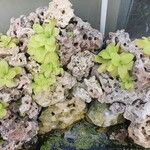 Pinguicula giganteaЛист