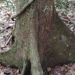 Xylopia aethiopica Φλοιός
