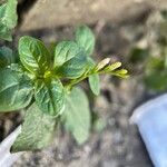 Spigelia anthelmia Flower