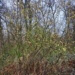 Salix atrocinerea Hábito