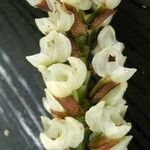 Pholidota pallida Flower